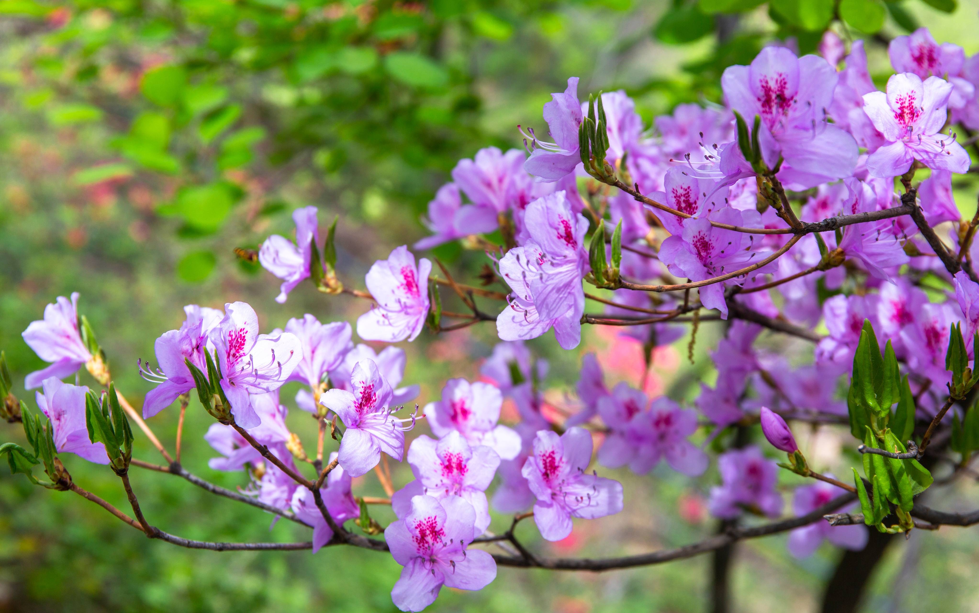 鲁山平沟杜鹃花图片