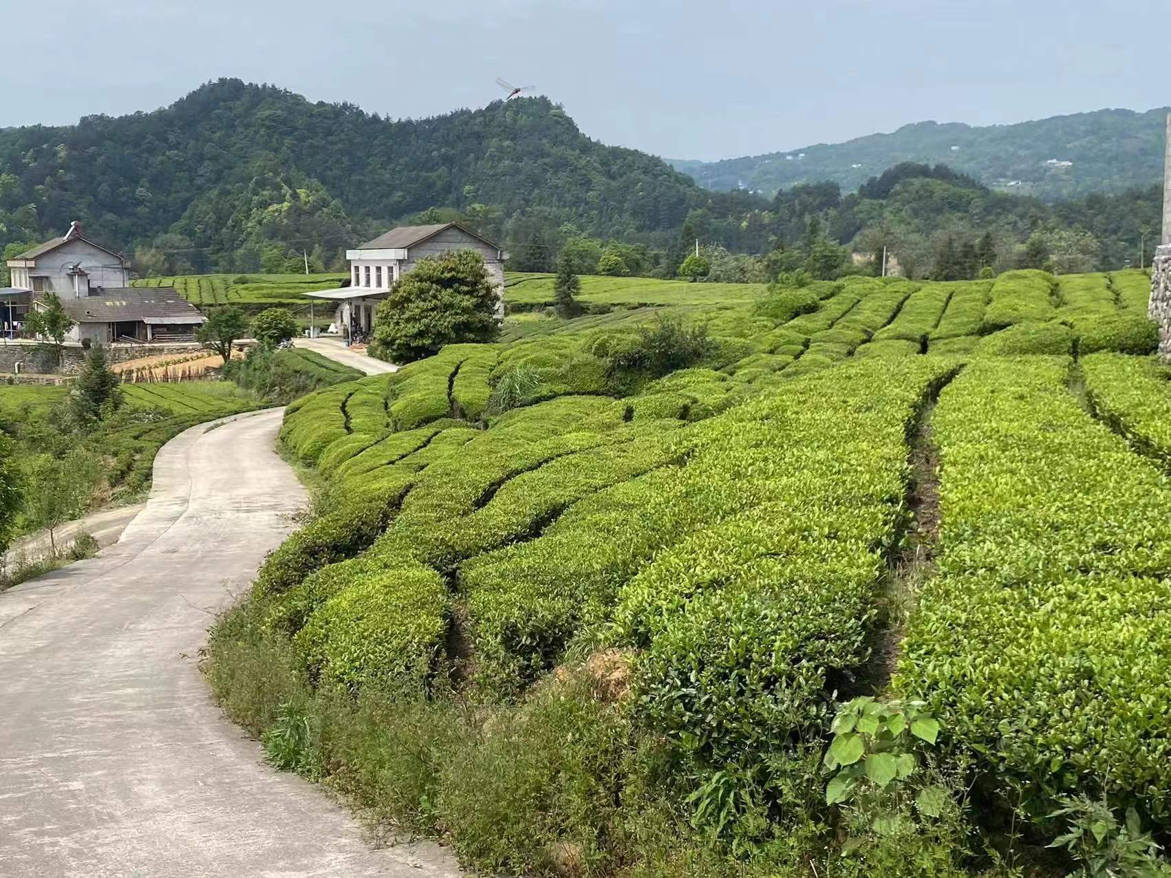 石门县所街乡茶叶"托起"乡村振兴大业