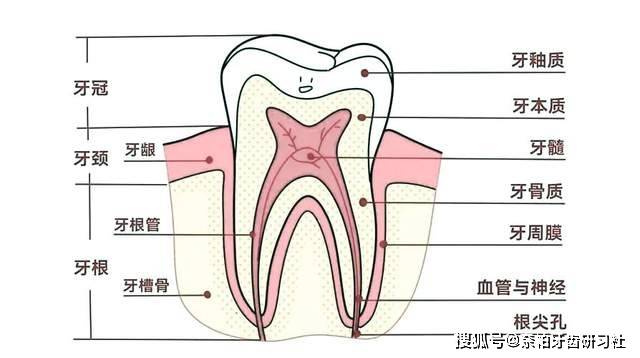 牙齿的结构名称图片