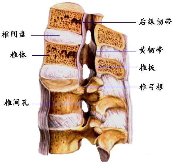 脊柱超詳細圖文解剖_頸椎_關節_胸椎