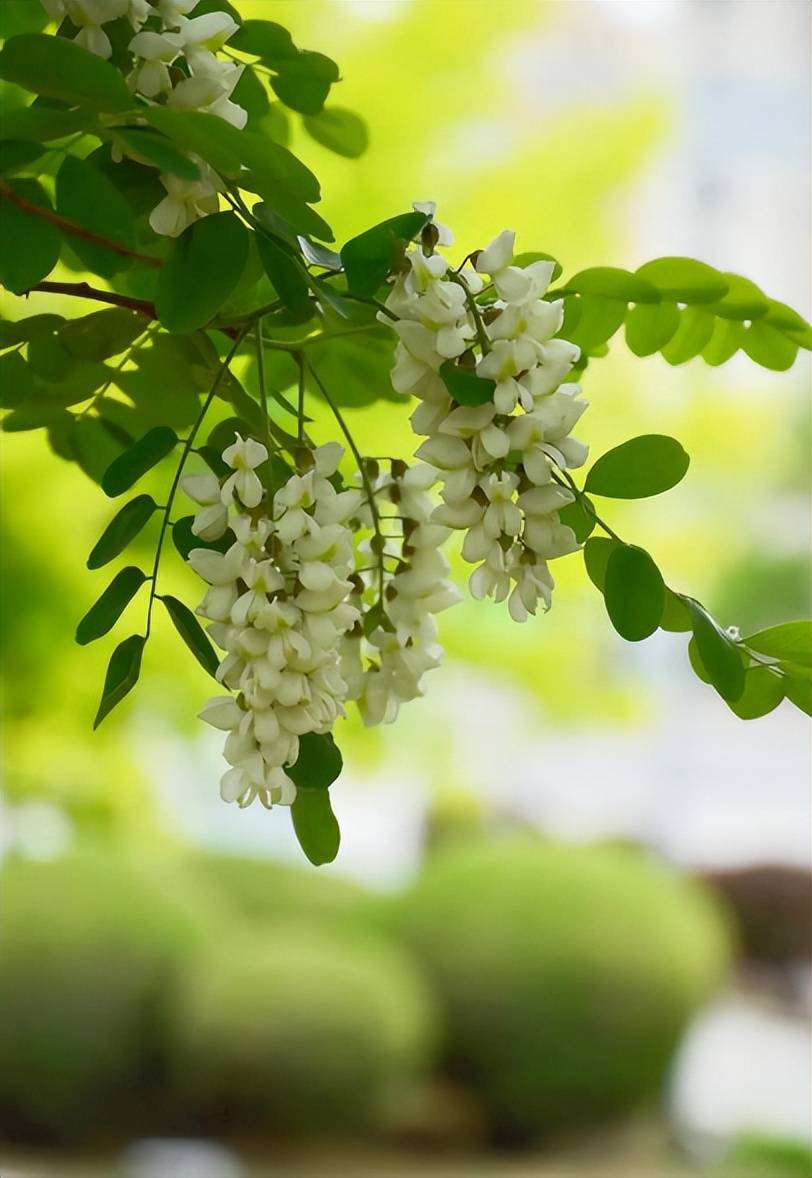又见槐花香满天古诗词里的槐花白绿相间芳香袭人