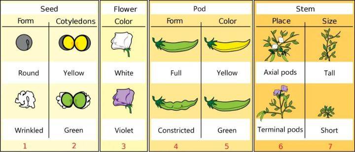 豌豆相对性状图片