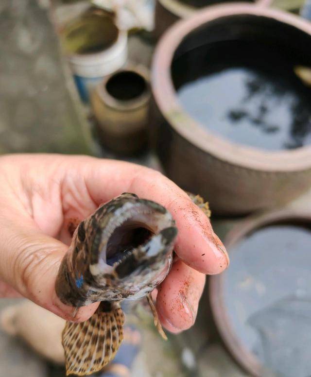 沙塘鱧,有細密牙齒趴地虎是本土原生魚種,喜歡棲息在水流平緩的水庫