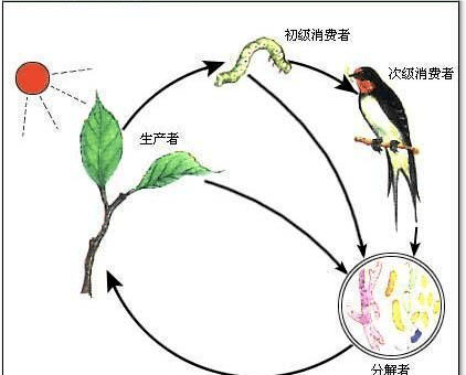 生态系统生产者图片