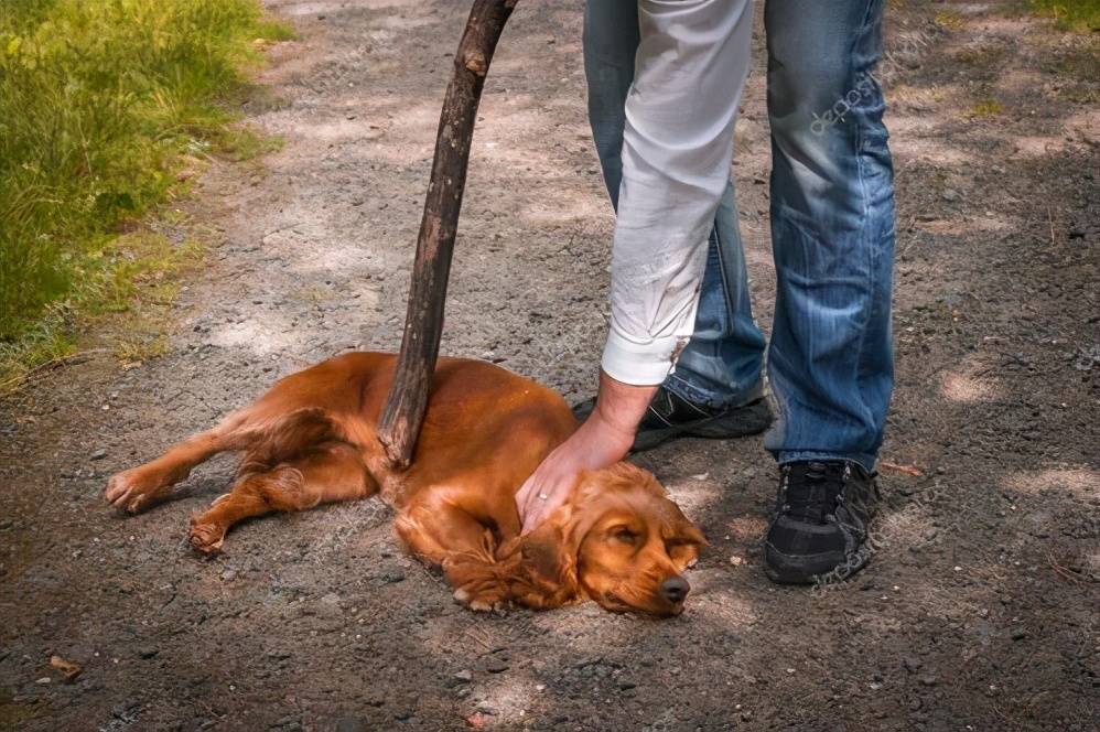 狗狗被主人打时,为什么不敢反抗?背后原因让人心酸_性格_时候_攻击性