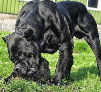 原创护卫犬中的3巨头各项指标均已达到顶配级别