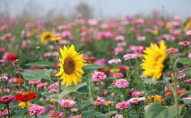 日语中的 花 你会用吗 樱花 武士 华求实