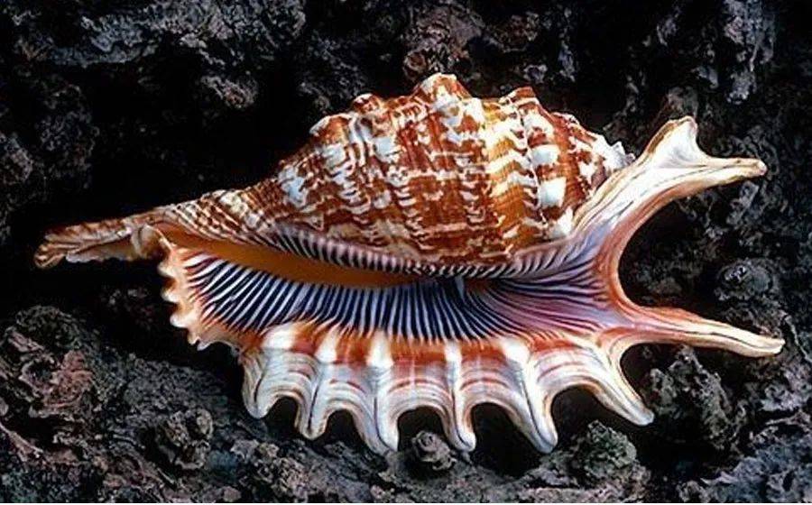 儿童画教程线描画海洋里形状各异的海螺