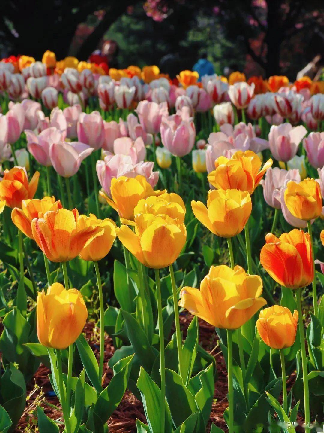闯入郁金香花海霸占朋友圈c位