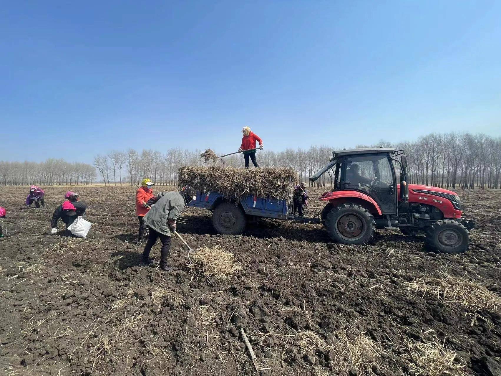 黑龙江依安县:万亩中草药防风喜获丰收_红星乡_种植_东升村