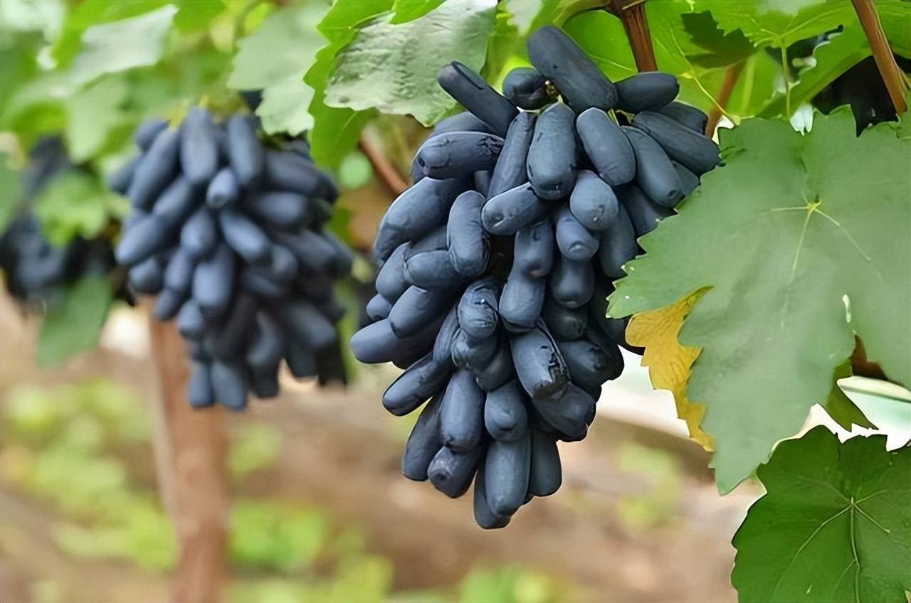 此树要种上2棵,爱结果简单易活,错过还得等明年_种植_葡萄_蓝宝石