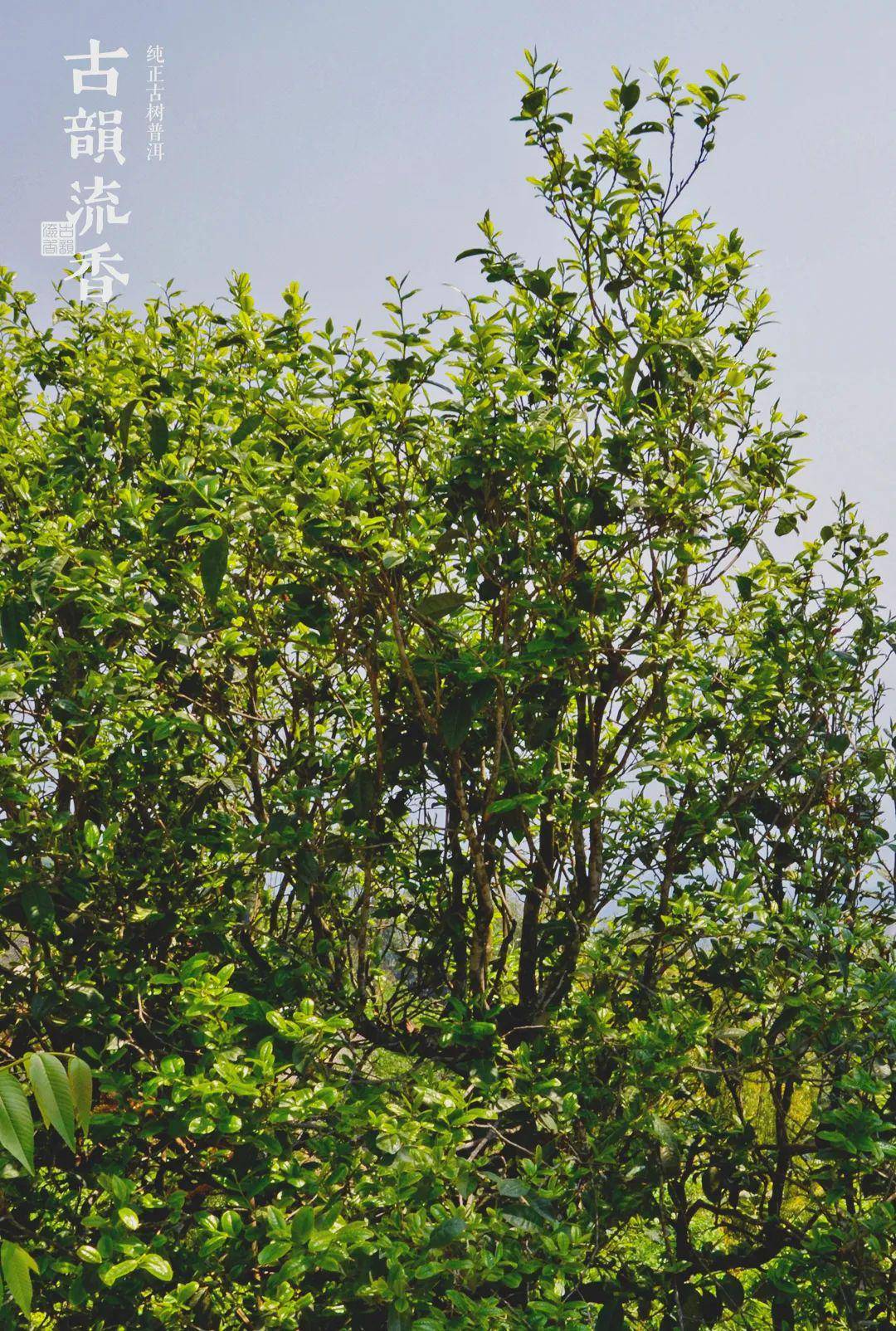 古韵流香深耕古树茶十五载,汇集一品十山味_普洱茶_临沧_茶树