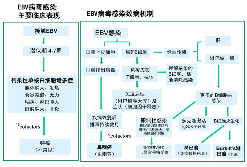 新冠病毒感染机理图解图片