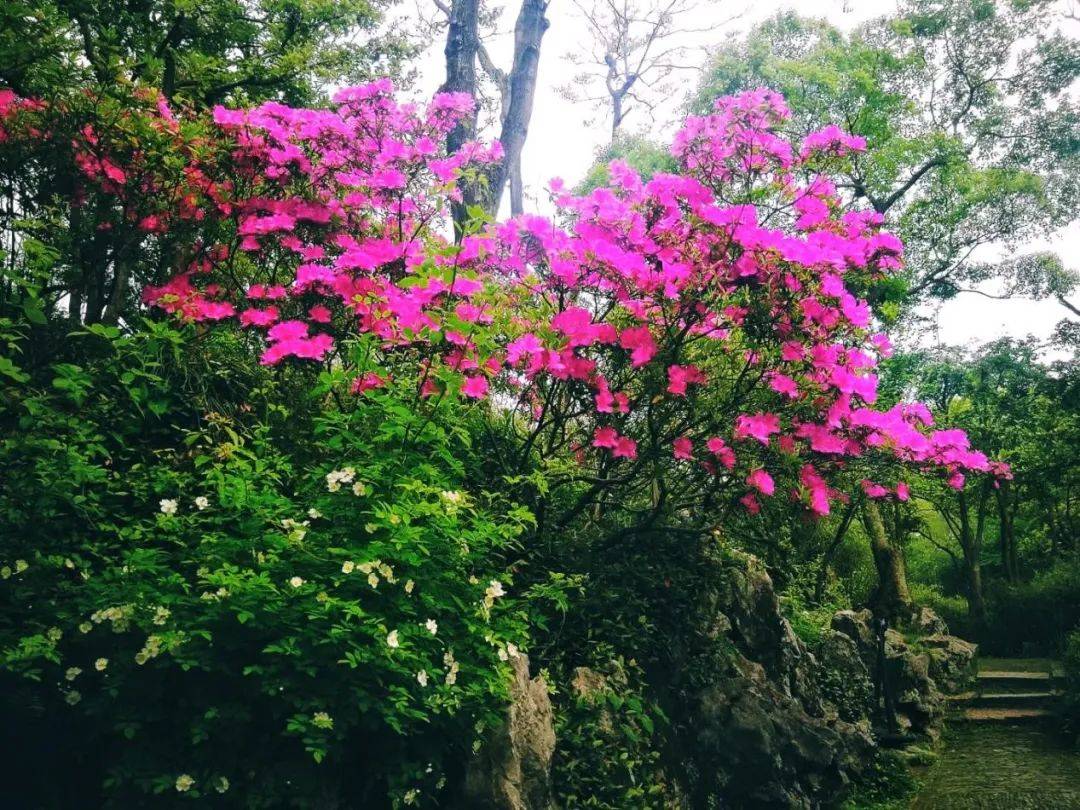 苏州拙政园"探花":春风四月话杜鹃_盆景_园林_发展