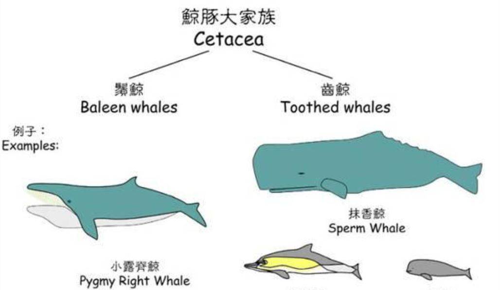 在鲸鱼腹中是种怎样的感觉一个手无寸铁的人是否有机会逃生
