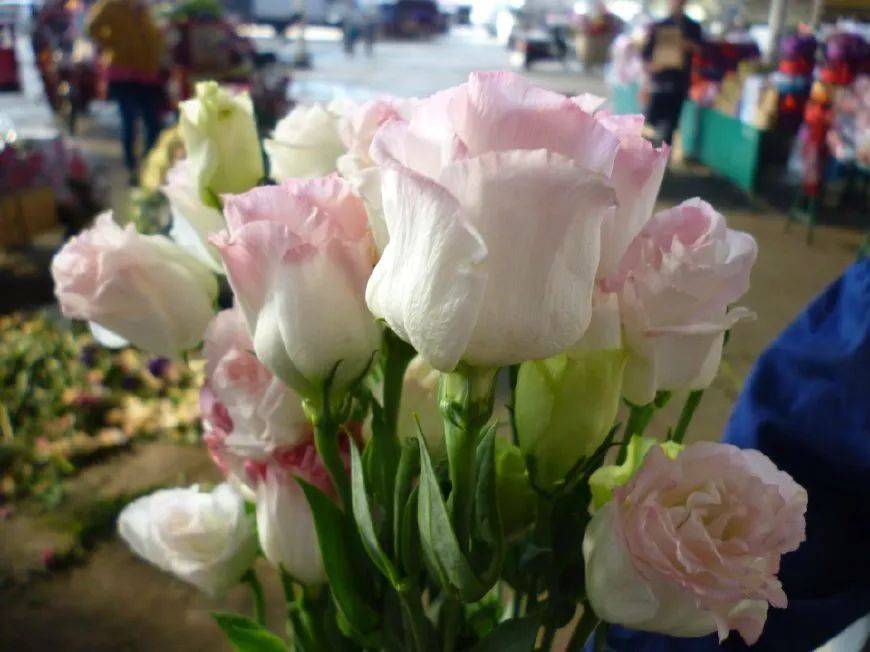 原创十二星座女生的伴生花大集合白羊的勿忘我双子的红玫瑰