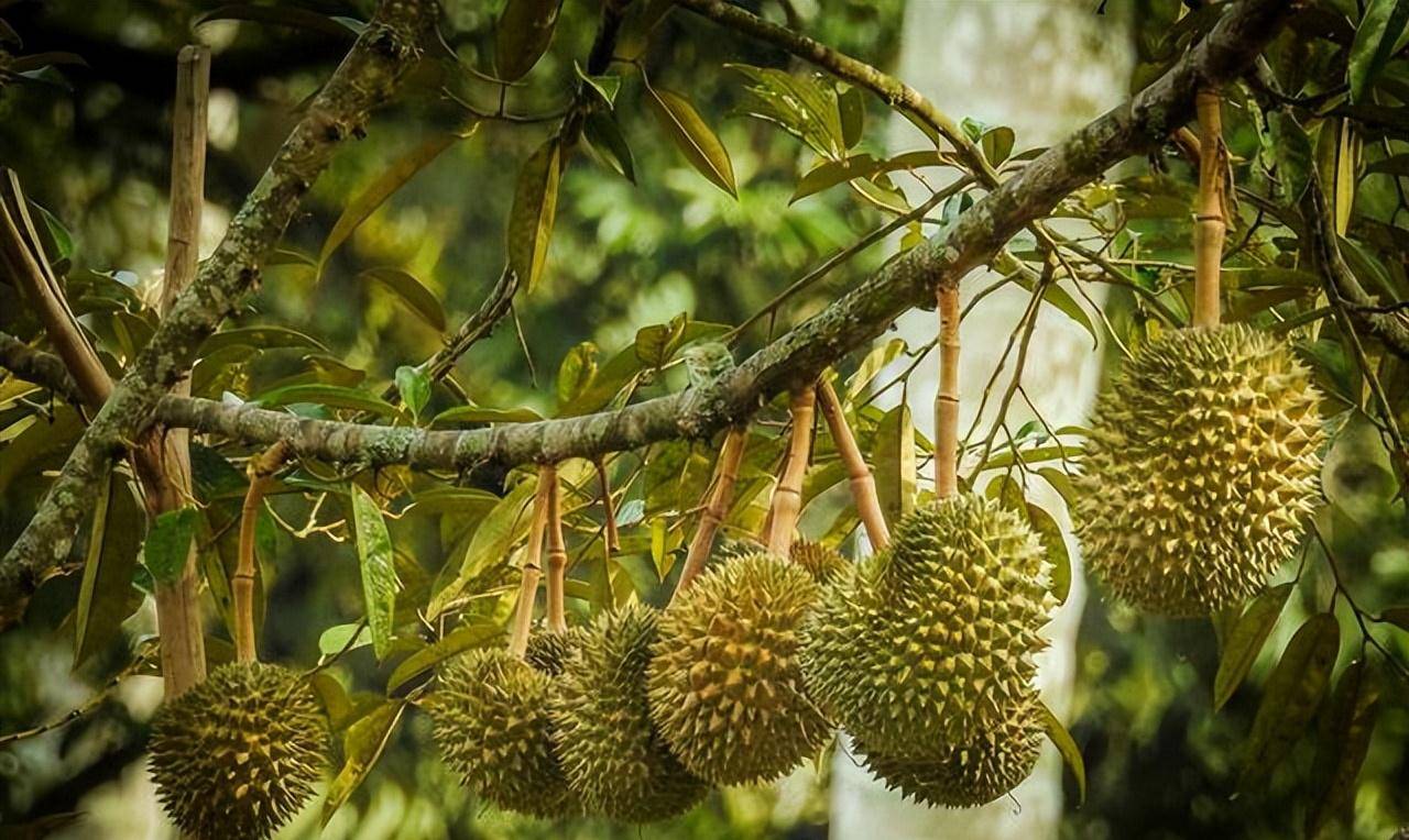 原创榴莲为什么这么贵看完榴莲从种植到收获的过程你就明白了