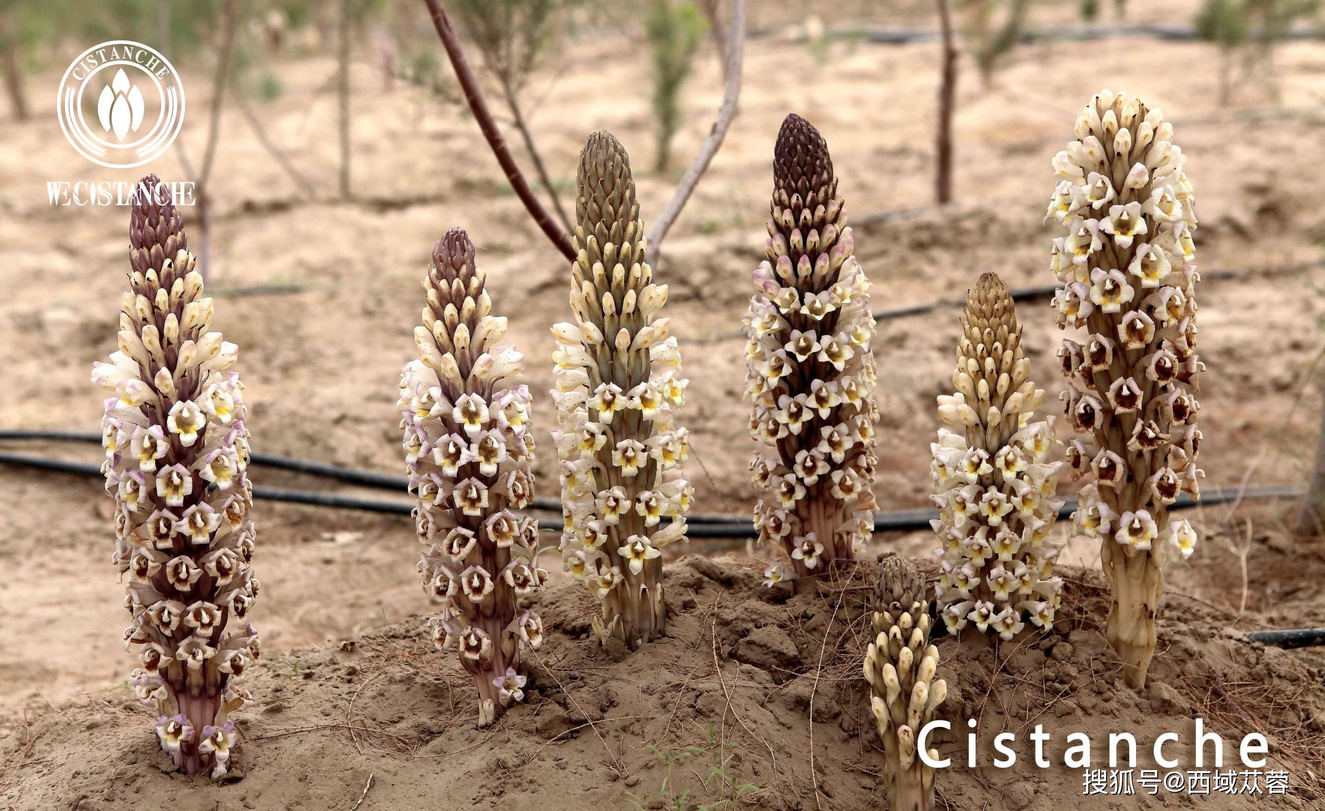 哪些人适合用肉苁蓉补肾肉苁蓉的功效与作用