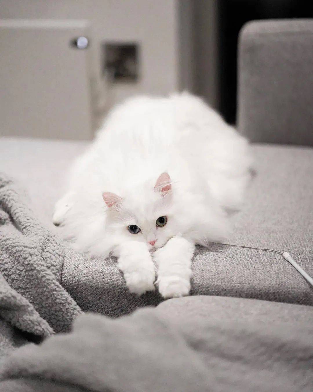 明明有颜值却非要靠"才华"吸粉的网红猫,被称为