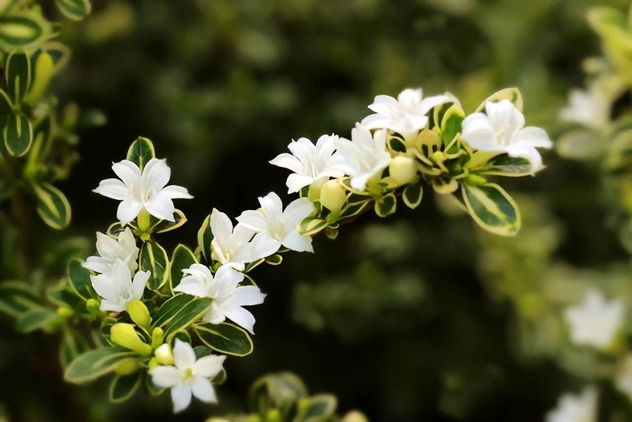 这种植物 农村很常见 城里人喜欢做盆栽盆景 开花漂亮还好种 白马 树形 笔者