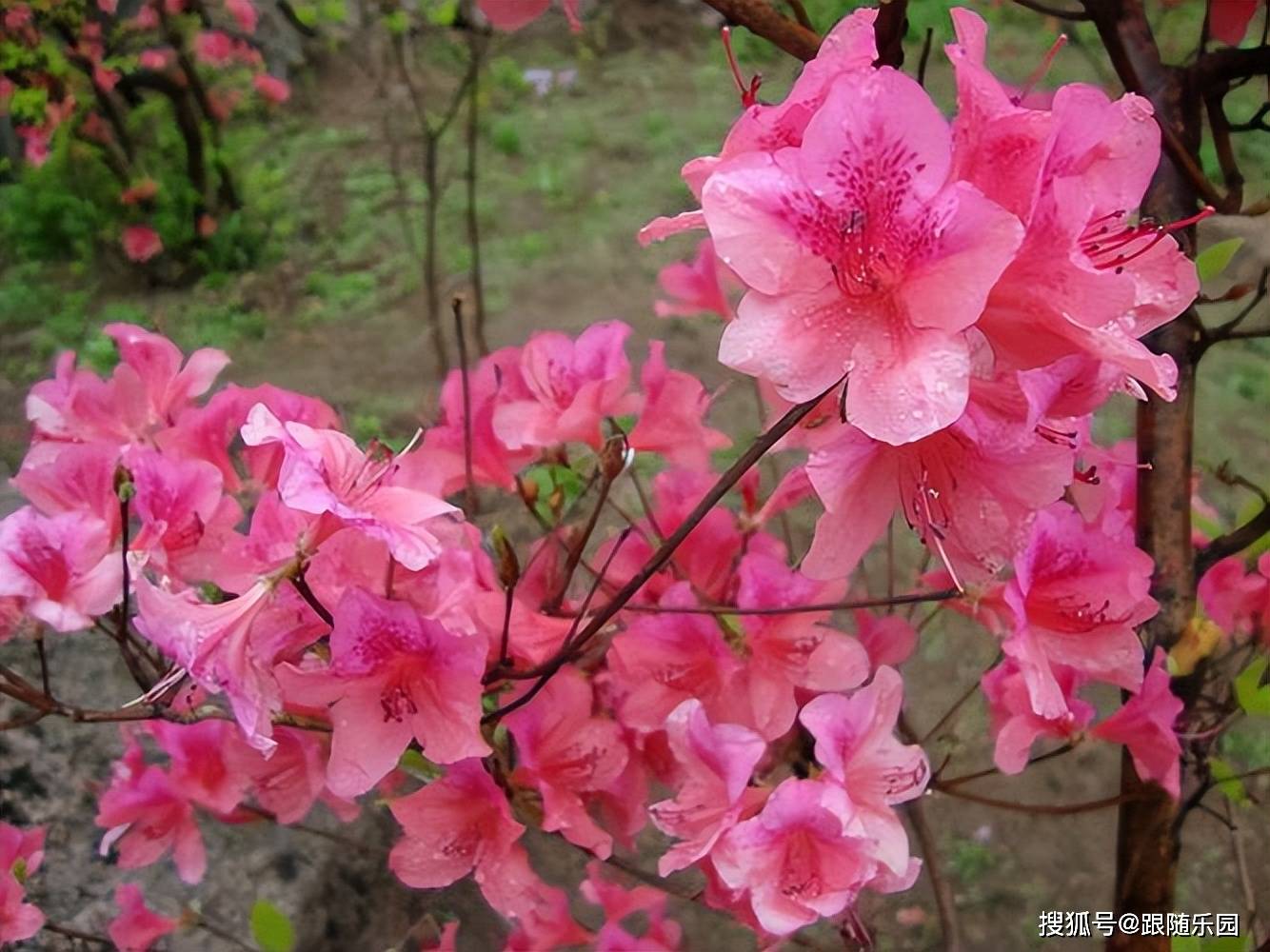 杜鹃花有3怕,一个也不能沾,记住教训,5月狂开花!