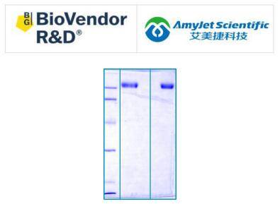 biovendor艾美捷胆盐活化脂肪酶native说明书