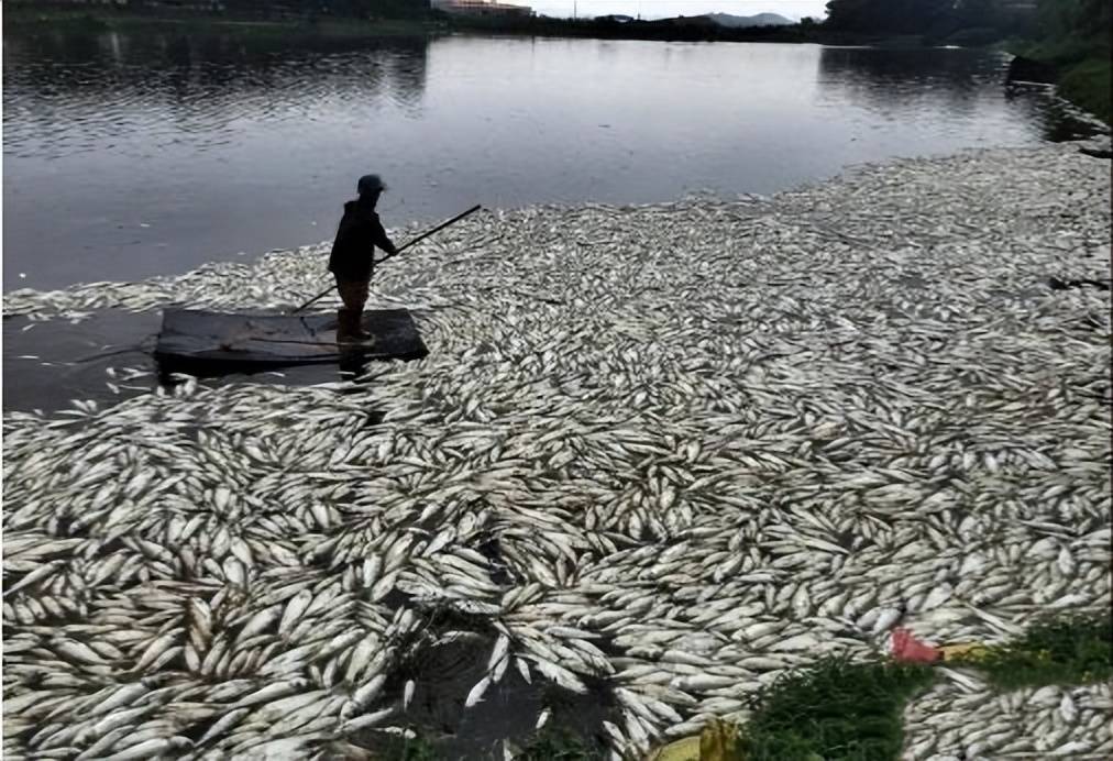 原創農村養魚人口中的翻塘是什麼意思為何會出現翻塘如何避免