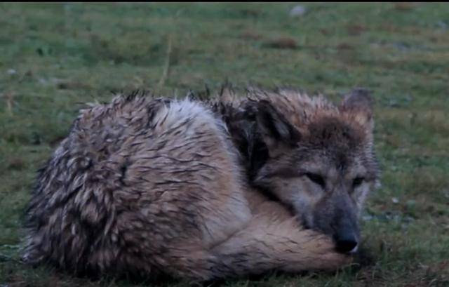 2010年,那个把狼当"儿子"的女孩,10年后的"结局"让人泪目_李薇漪_格林