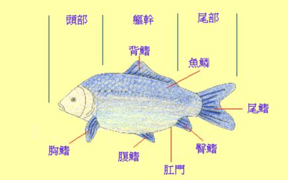 鱼的结构就这样,美国根据《莱西法案1981年修正案》将美国境内的"蛇头