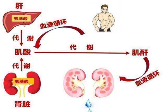 原創肌酐高是腎衰早期信號嗎2個方法降肌酐或可預防尿毒症