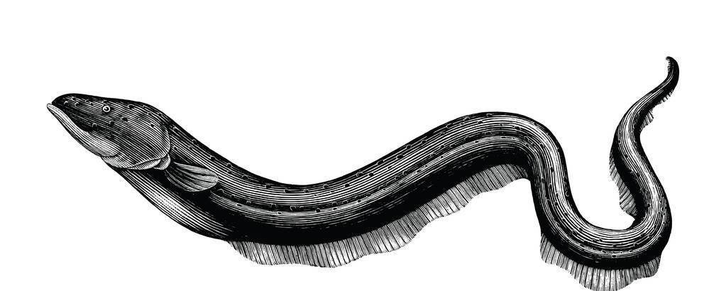 沙丁电鳗进化图片