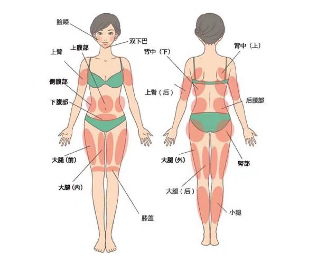 全身脂肪分布图图片