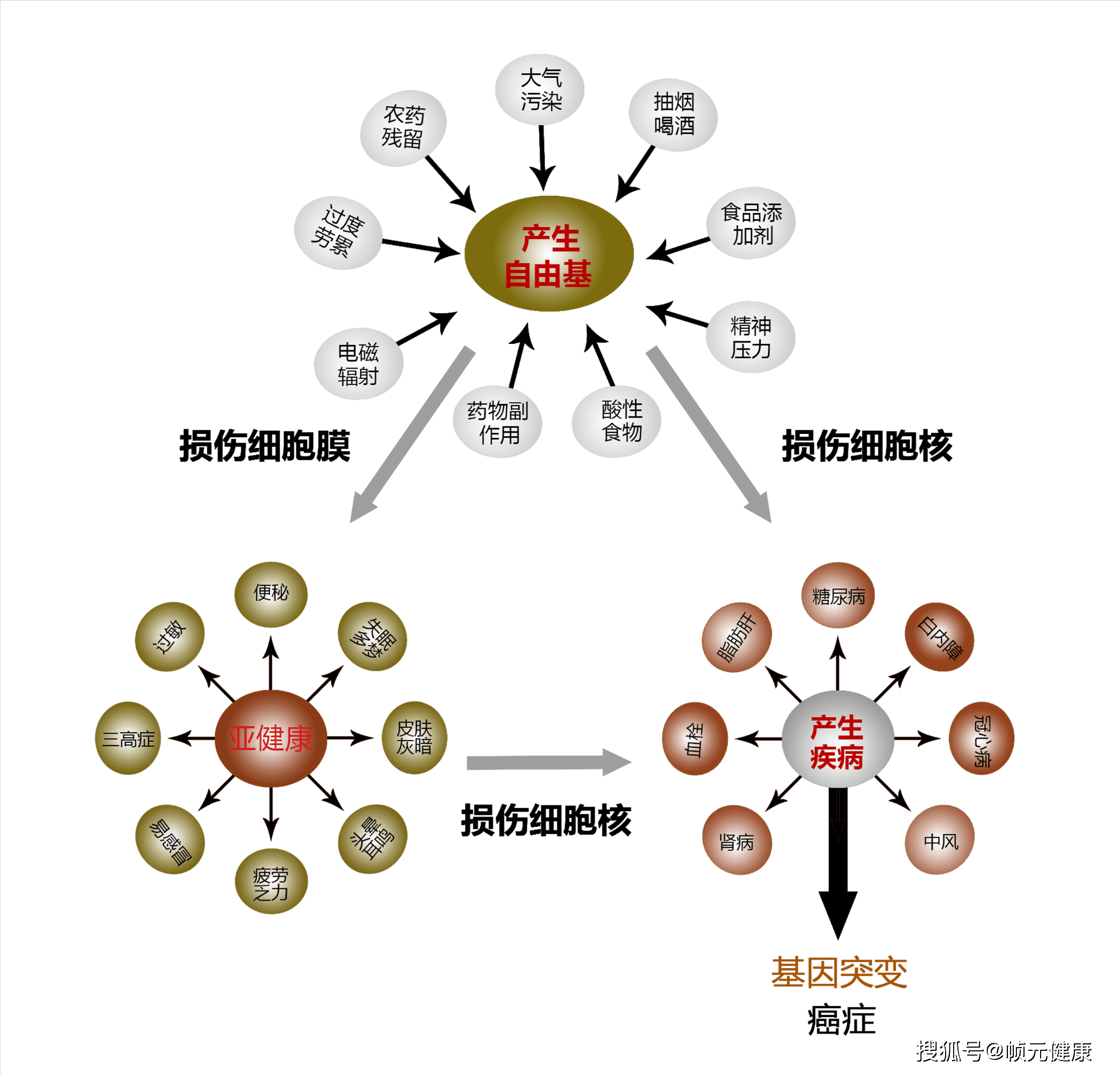 衰老的罪魁禍首居然是他危害人體的健康殺手瞭解一下