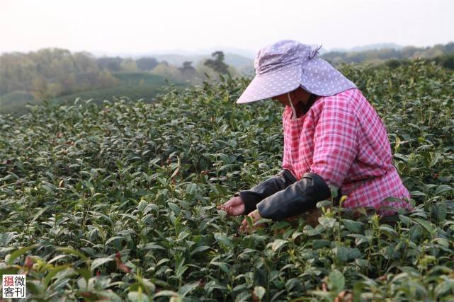 信阳茶园美景让人沉醉，小小毛尖茶享誉海内外是茶农主要收入来源