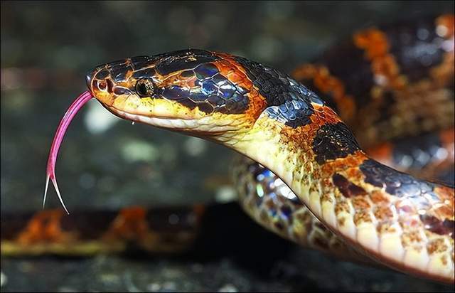 2018年山西突现蛇灾数百条蛇又集体自杀政府立刻派人调查