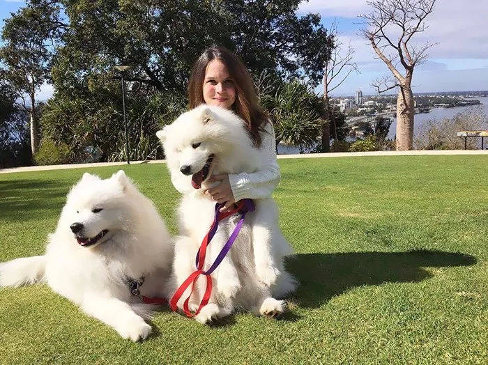 原创萨摩耶犬怎样训练才听话方法在这里