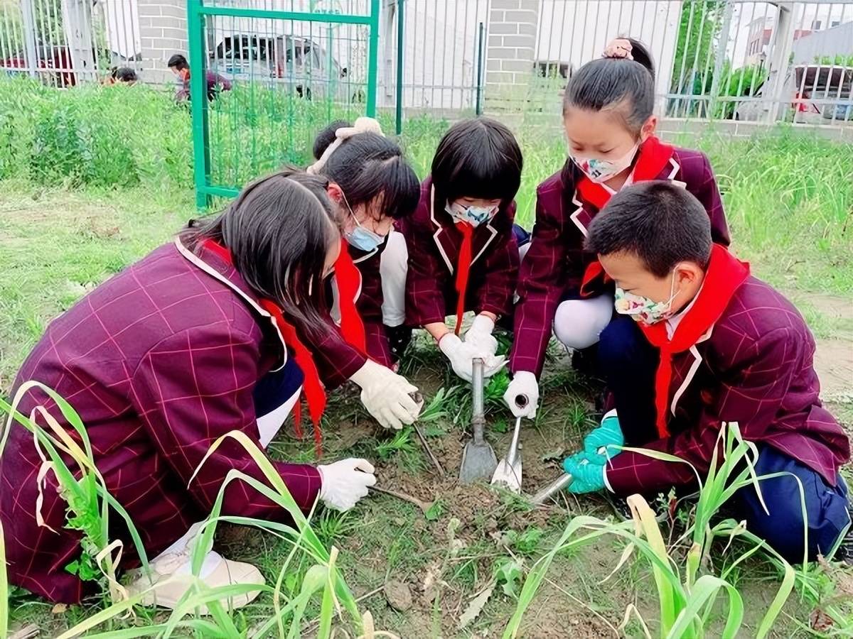 蠶豆採摘樂趣多 勞動爭章我能行_實踐_活動_復興