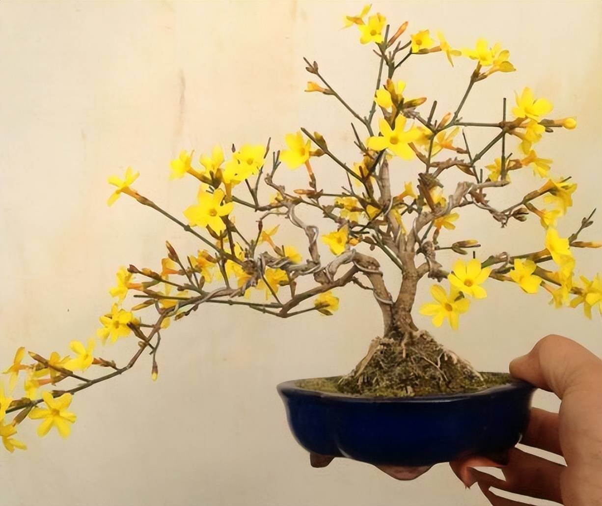 怎样让迎春花的主干快速长粗