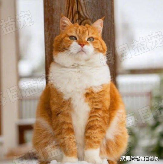 波斯猫和橘猫的混血图片