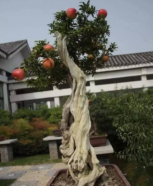 养了一年的石榴老桩,是可以移栽的吗?_养护_修剪_造型