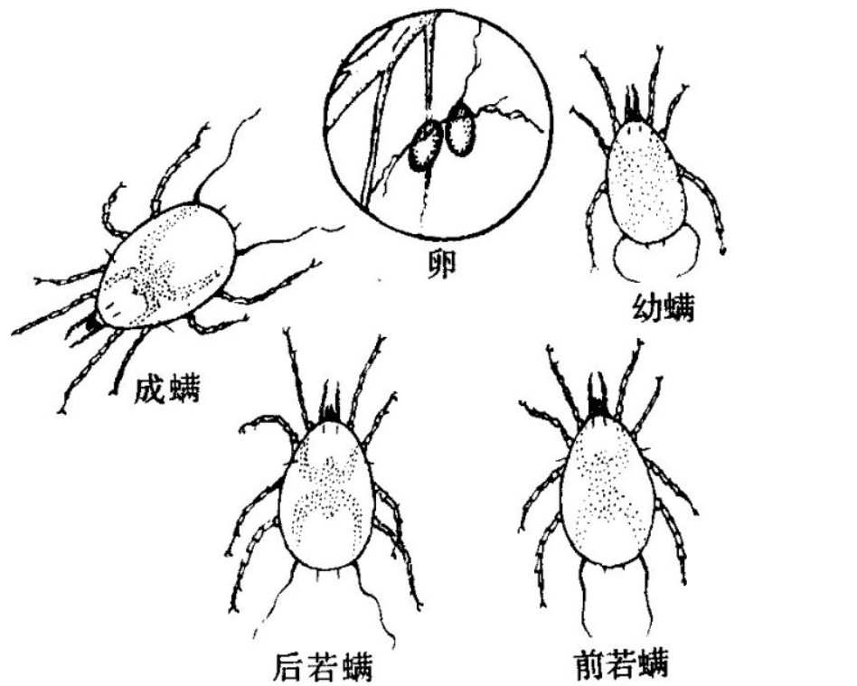 原创晒被子后有太阳味其实是螨虫的尸体味科学家太阳的功劳
