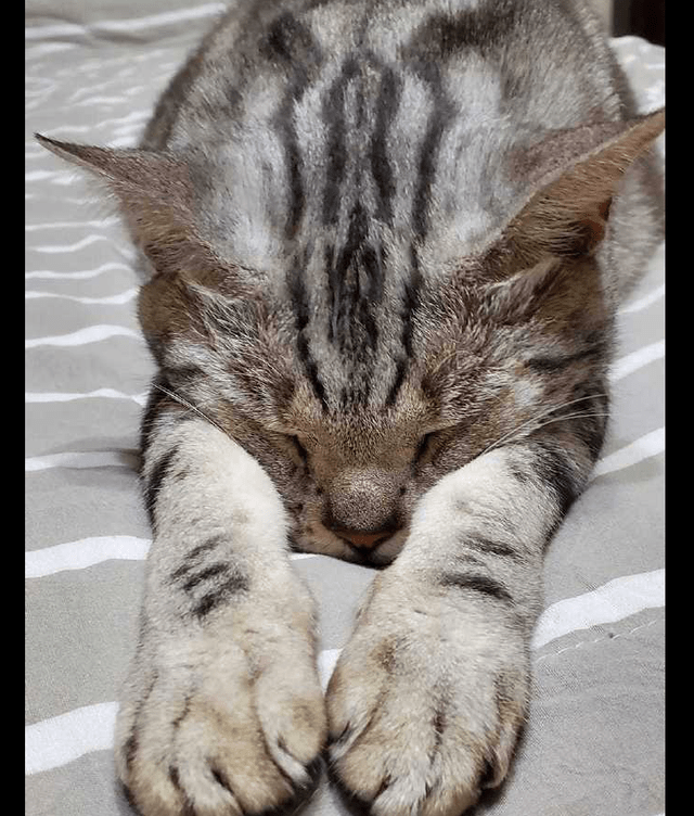 猫咪趴在床上睡着了,姿势有点奇怪呀!猫:我要在梦里求人吃饭!