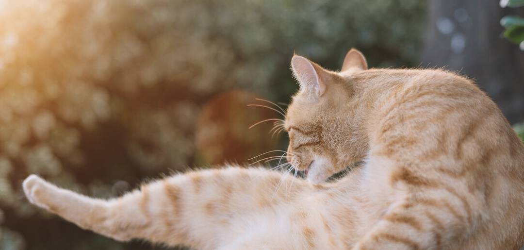 猫咪有毛球症怎么办 这些方法简单又有效 建议收藏 毛发 患上 时候