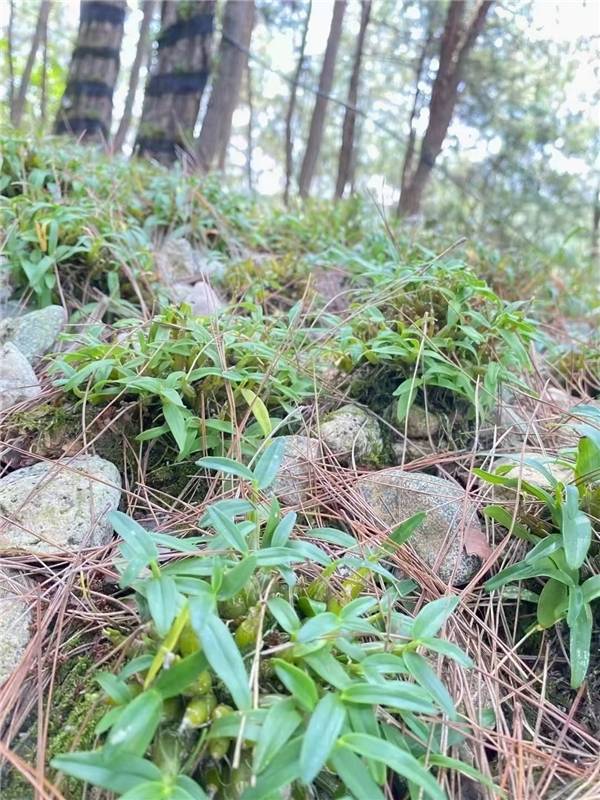 太平畈村位于太平畈乡位于安徽省霍山县西南部,皖,鄂两省三市(安徽