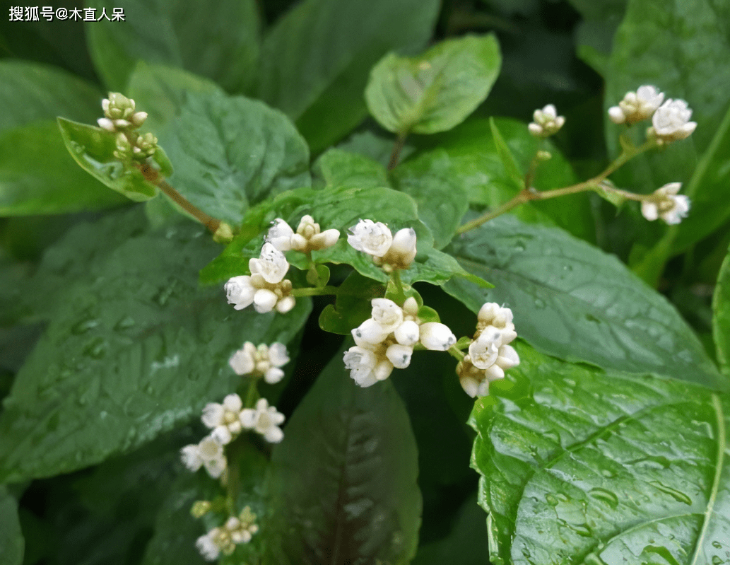 中药植物火炭母草简介_叶端_释名_痛处