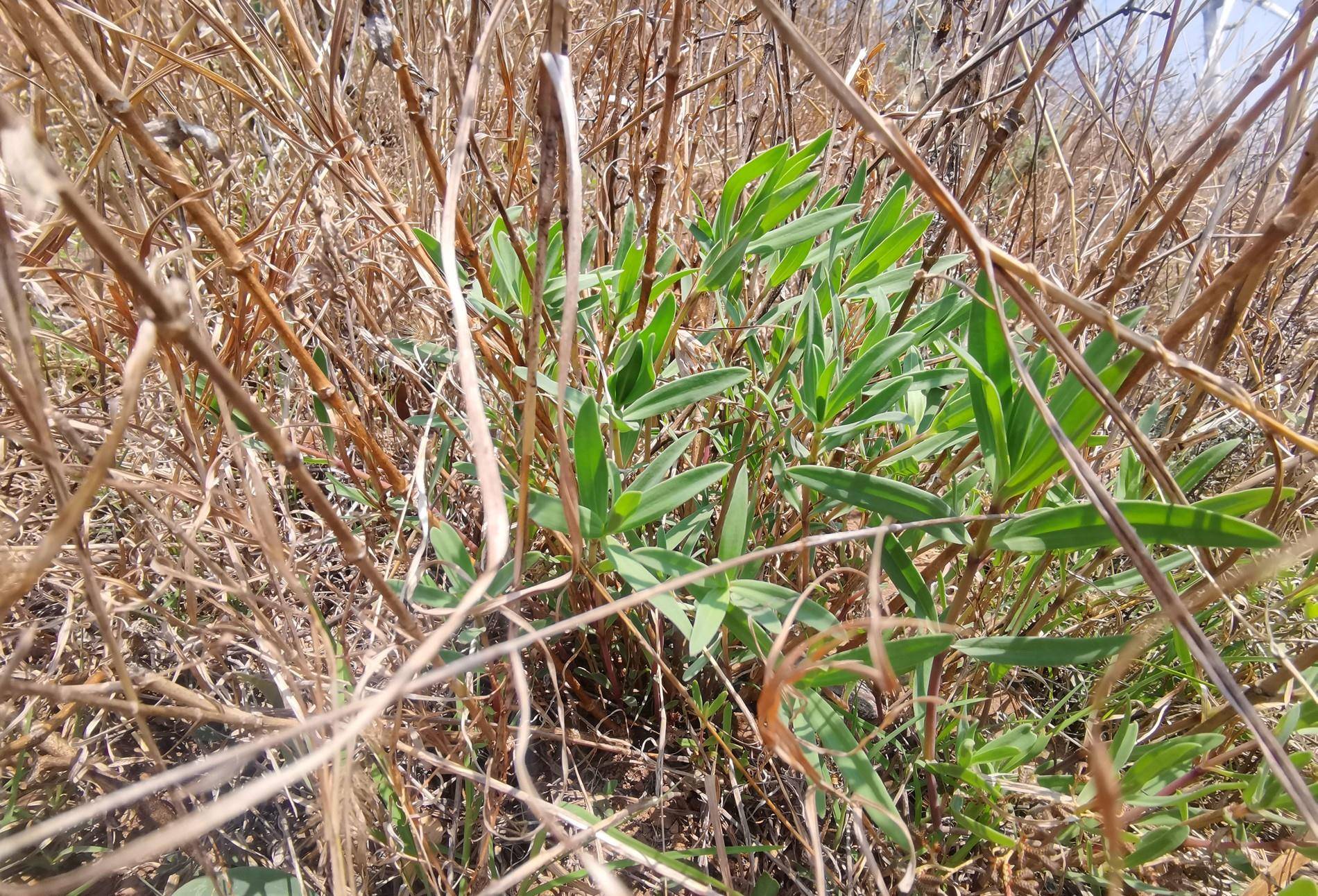 原創組圖在海陽鄉村拍到一大片山苜楂學名長蕊石頭花