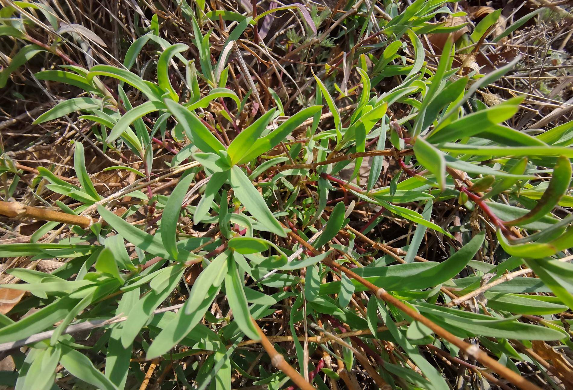 原创组图在海阳乡村拍到一大片山苜楂学名长蕊石头花