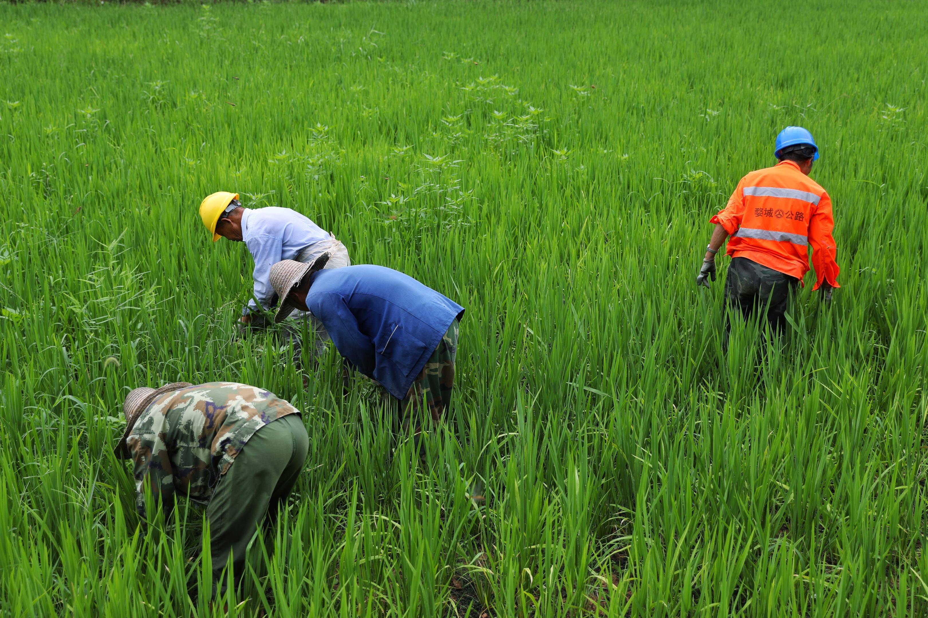 如何不用除草剂解决田间杂草问题
