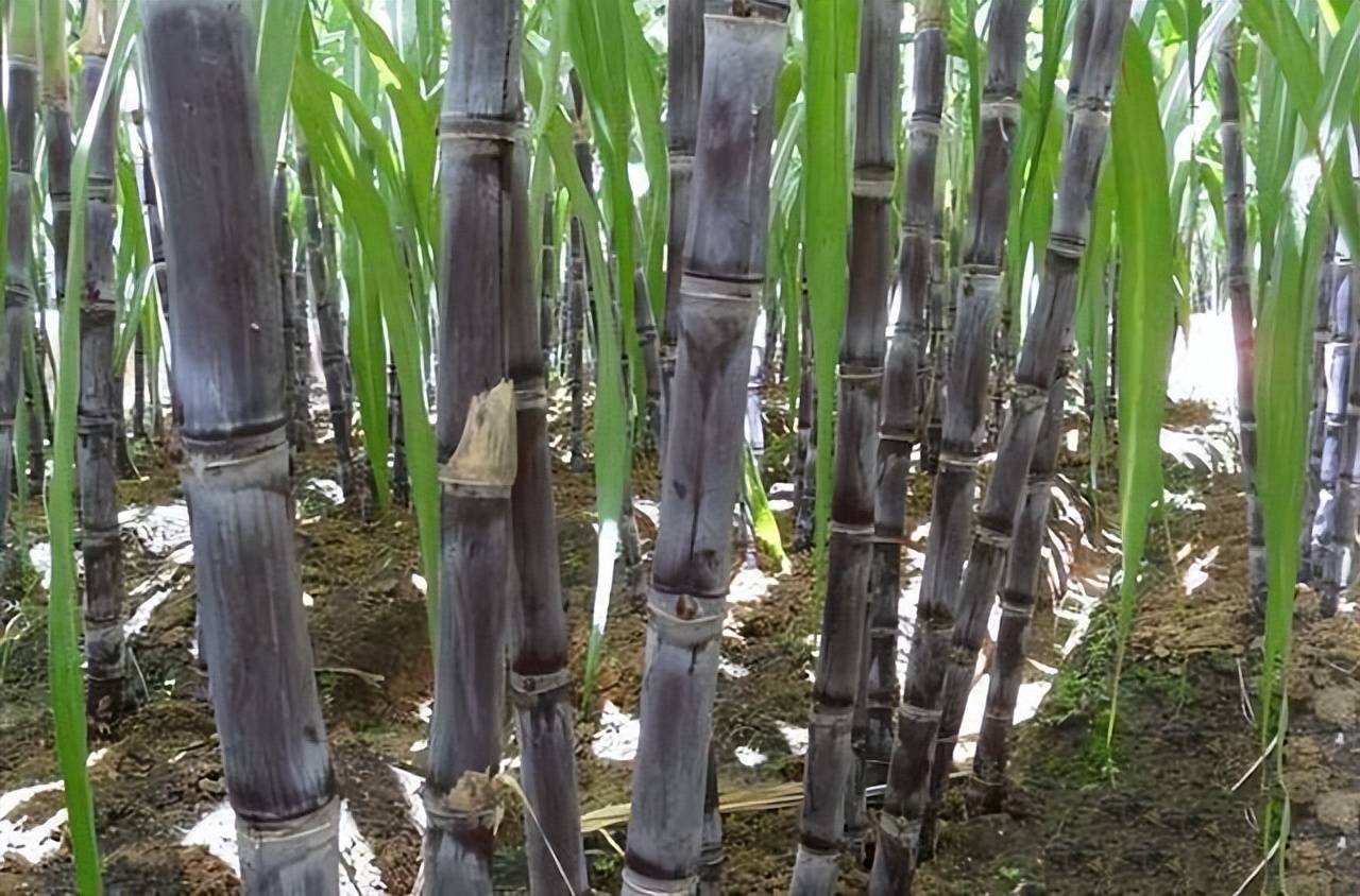 原创北方种甘蔗注意这几个技术问题产量高口感好价格高