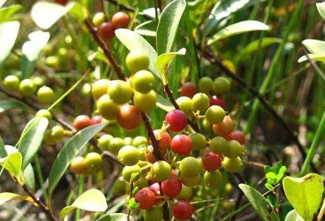野外一种植物俗称"酸藤果",其果实酸酸甜甜的,你认识吗_野果_灌木_小